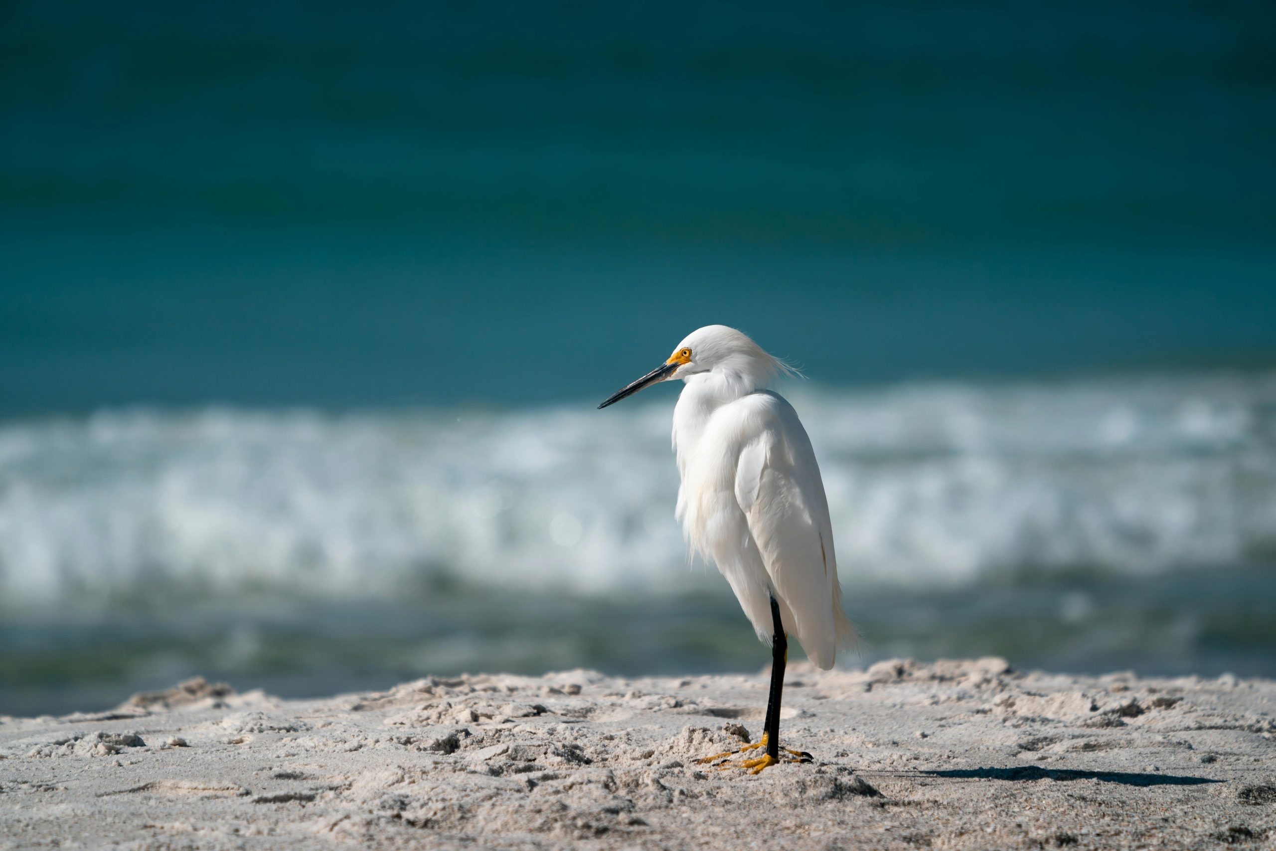 Santa Rosa Beach Guide: Emerald Coast 30A beach scene